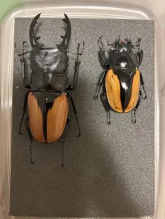 ヘラクレスオオカブト 死虫 ♂♀ - メルカリ