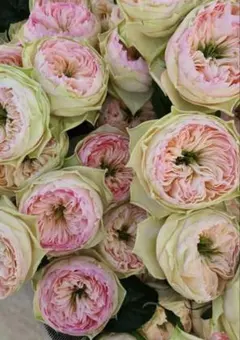 薔薇 バラ苗 接木苗 つぼみあり Stanley Abbey - メルカリ