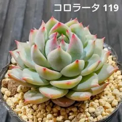 コロラータ 119 エケベリア 多肉植物 抜き苗