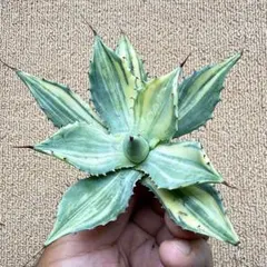 Lj_plants】Z650アガベ チタノタ 包心龍 極上強棘株 - メルカリ