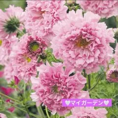shinpanda様 リクエスト 2点 まとめ商品