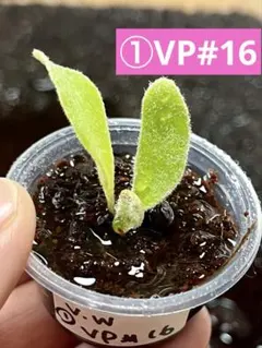 ②ベイチーワイルドVP#16 胞子培養株 ビカクシダ Platycerium - メルカリ