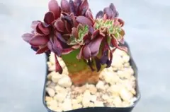 2026年最新】観葉植物 アエオニウムの人気アイテム - メルカリ