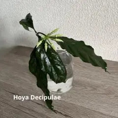 Hoya Decipulae ホヤ　デシプラエ　カット苗　希少のサムネイル