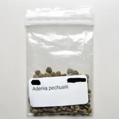 2025年最新】アデニア 種子の人気アイテム - メルカリ