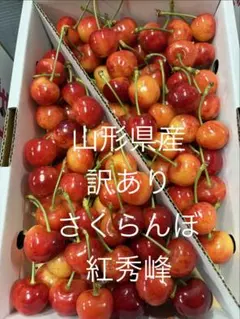야마가타현산 ⑤ 벚꽃 (번역: 베니슈호)