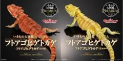 高品質！フトアゴヒゲトカゲ 全身骨格標本 - メルカリ