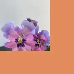 チャコ様 リクエスト 2点 まとめ商品