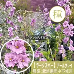 【 ラークスパー 】“ アールグレイ ”　千鳥草　種 20粒のサムネイル