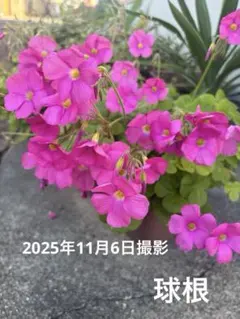 オキザリスの球根　30個のサムネイル
