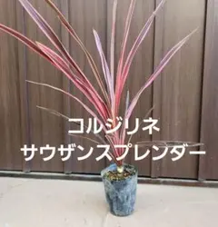 コルジリネ サウザンスプレンダー ポット苗 カラーリーフ - メルカリ