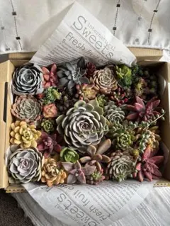 紅葉❣️多肉植物　20×25×5らくらくコンパクトいっぱい寄せ植えセット❣️