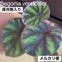 原種ベゴニア⑦ 【Begonia versicolor】 ウェルシコロールのサムネイル