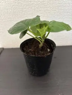 myym様 リクエスト 3点 まとめ商品