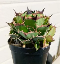 2025年最新】オアハカ 子株の人気アイテム - メルカリ