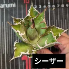 はるいちご様 リクエスト 2点 まとめ商品