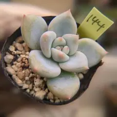 2026年最新】ミソップ苗の人気アイテム - メルカリ