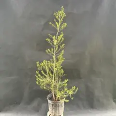 T. loliacea Compact Good Clone T'S 株 - メルカリ