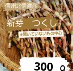 新芽つくし 300g 信州産