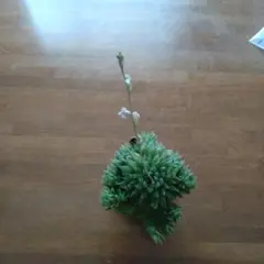 ハオルチア 多肉植物 群生株のサムネイル