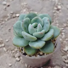 【多肉植物】アマビレ 抜き苗のサムネイル