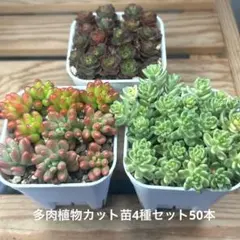 2026年最新】多肉 カット苗セットの人気アイテム - メルカリ