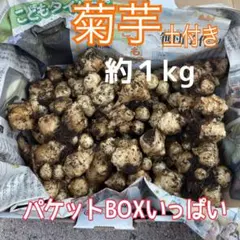菊芋 約1kg 土付き