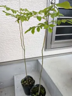 アオダモ 山彩り ーーアオハダ、モミジ、カエデーー - メルカリ