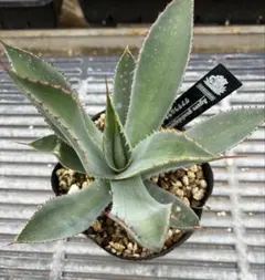 2025年最新】グアダラハラナの人気アイテム - メルカリ