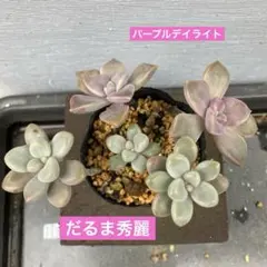 mako-117様 リクエスト 2点 まとめ商品