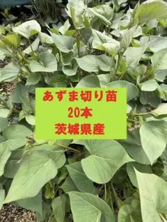 紅あずま切り苗 200本 茨城県産　サツマイモ　さつまいも苗　家庭農園大口対応可 金時切り苗 20本 茨城県産 サツマイモ さつまいも苗 家庭農園 大口対応