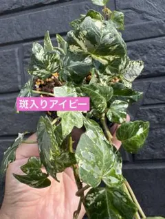 斑入りアイビー 3号