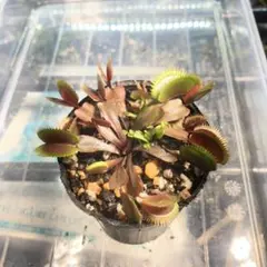 食虫植物 ハエトリソウ Kim jong-un BCP メルカリ便 奇形】ハエトリソウ BCP Kim jong un 食虫植物 金正恩 B - メルカリ