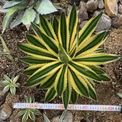 きい様 リクエスト 2点 まとめ商品