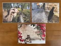 世界ネコ ポストカード 岩合光昭 3枚セット