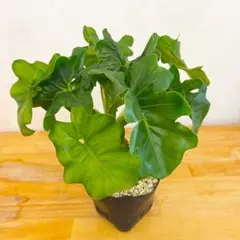 MS014 フィロデンドロン・セローム・斑入り 希少品種 - メルカリ