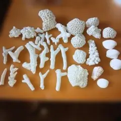 ホワイトサンゴセット