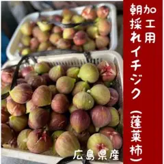 引き取り限定東京都西多摩郡日の出町イチジクいちじく蓬莱柿4年生苗実付き完全無農薬 引き取り限定東京都西多摩郡日の出町イチジクいちじく蓬莱柿4