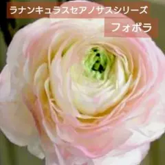 2026年最新】ラナンキュラスサクセスシリーズの人気アイテム - メルカリ