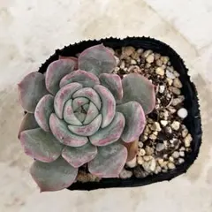 Moriho127様 リクエスト 2点 まとめ商品