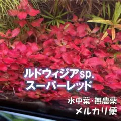 【増量！】ルドウィジアsp. スーパーレッド（水中葉）12本のサムネイル