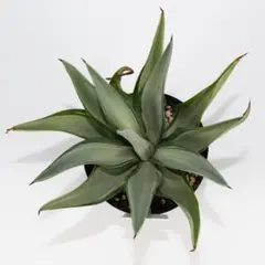 アガベ：クイックシルバー・C（5号鉢）希少　レア　斑入り　観葉植物 斑入りのサムネイル