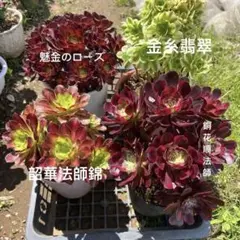 2026年最新】アエオニウム セットの人気アイテム - メルカリ