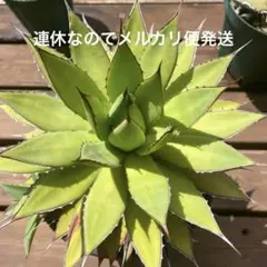 アガベ ハイブリッド イシスメンシス×デスメティアナ 特別斑 - メルカリ