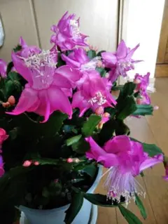 デンマークカクタス 薔薇咲き チェリー系 G 　発根済み株　希少種