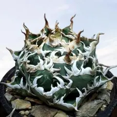 アガベ　海王親株　メルカリ便 アガベ 海王親株 メルカリ便