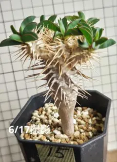 ⑮ギラウミニアナ　2024年播種　極太 自家採取種子での実生です。のサムネイル