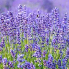 ラベンダーの種30粒