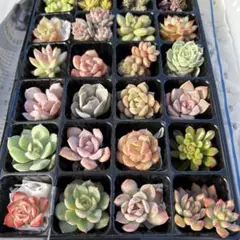 現物 24種 多肉植物寄せ植えセット 詰め合わせ エケベリア カット苗