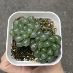 多肉植物 ハオルチア 火炎錦 鮮明錦 極上斑 - メルカリ
